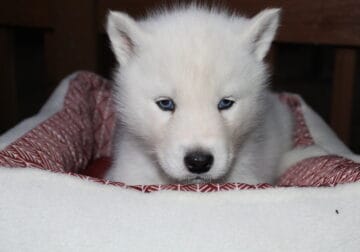 akc reg siberian husky pup solid white