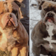 Blue and white female F1 Olde English Bulldogge