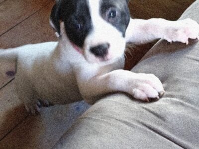 for sale american staff mixed with rat terrier