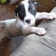 for sale american staff mixed with rat terrier