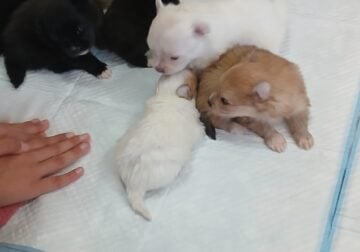 male pomeranian puppies