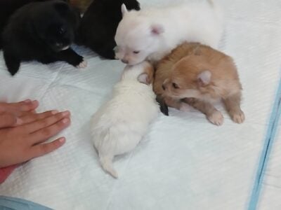 male pomeranian puppies