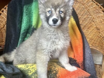 AKC SIBERIAN HUSKY PUPPIES