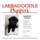 Labradoodle Puppies