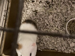 Rehome 2 Guinea Pigs