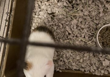 Rehome 2 Guinea Pigs