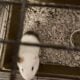 Rehome 2 Guinea Pigs