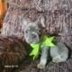 Boxers & more! Reputable 5 st Breeder of 23 years!