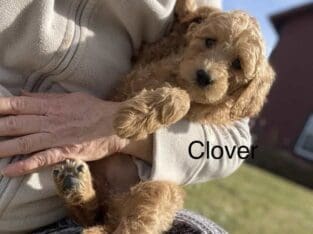 Standard Goldendoodle Puppies