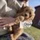Standard Goldendoodle Puppies