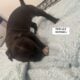 Puppies looking for a good home