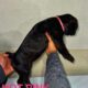 Cane Corso Puppies