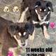 2 Border Collies