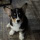 Pembroke welsh corgi puppies