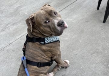 Male American Bully