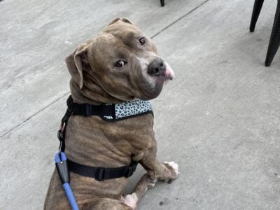 Male American Bully