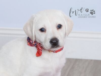 AKC polar white Labrador