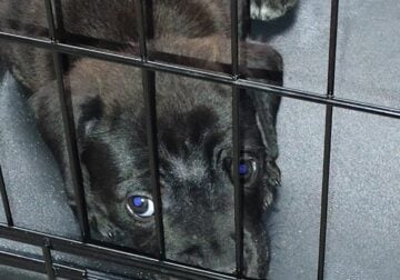 Cane corso female