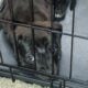 Cane corso female