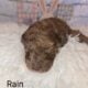 Moyen Poodles, AKC