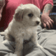 white male maltipoo ready now