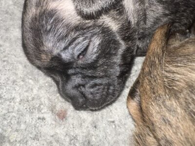 Chihuahua Puppies