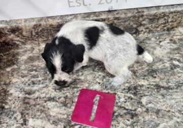 German Wirehaired Pointer Puppies