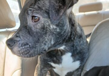 2 Female Brendo pitbull puppies