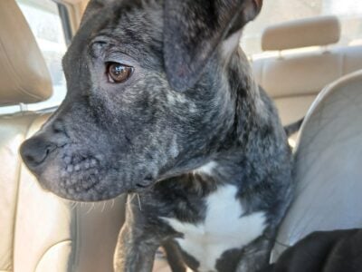 2 Female Brendo pitbull puppies