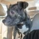 2 Female Brendo pitbull puppies