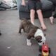 English Bulldog Puppies