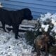 Boerboels