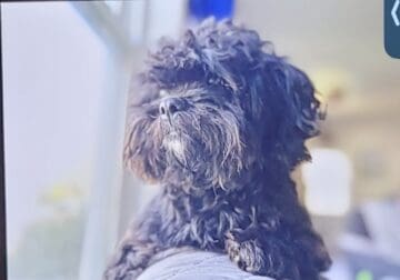 Shih Tzu (female)