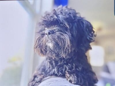 Shih Tzu (female)
