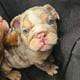 English Bulldog Lilac Tri Merle