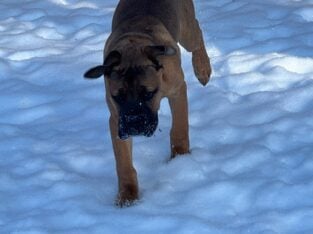 Bullmastiff puppy