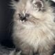 Persian kittens