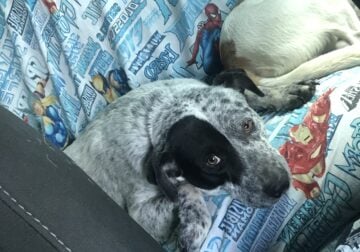 Looking to re-home this loving pup