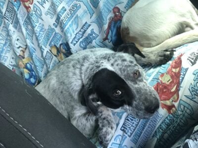 Looking to re-home this loving pup