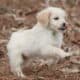 Goldendoodles