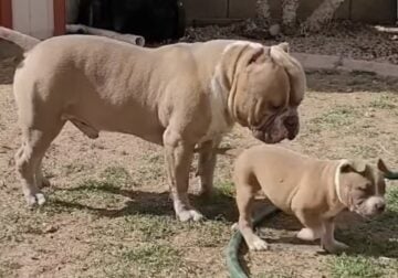 American bully
