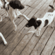 German shorthair puppies
