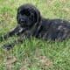 AKC ENGLISH MASTIFF CHAMPION BLOODLINE PUPPIES