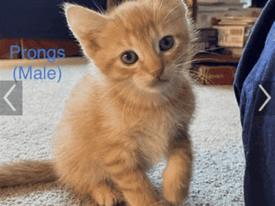 Iso male kitten orange