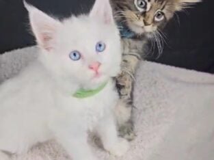 Maine Coon Kittens