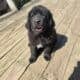 Tibetan Mastiff Puppies