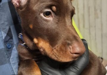 Doberman Pincher American/Euro bloodlines