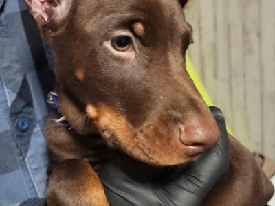 Doberman Pincher American/Euro bloodlines