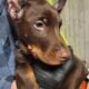 Doberman Pincher American/Euro bloodlines