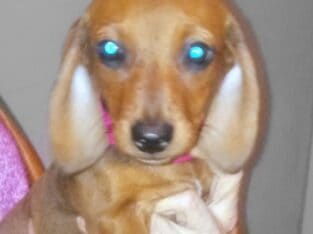 Darling Doxies